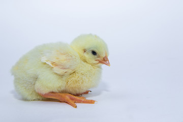 Little yellow chicken on white background