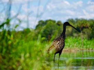 Stolzierender Reiher im Myakka State Park in Florida