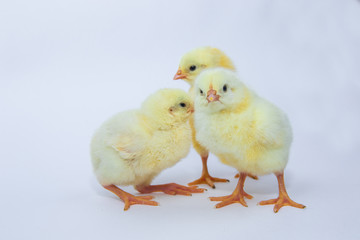 Little yellow chicken on white background