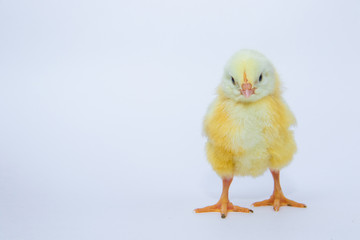 Little yellow chicken on white background