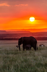 Elephant herd grazing in the plains of africa inside Masai Mara National park during a wildlife safari with the background of beautiful sunset