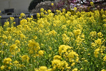 菜の花　桜
