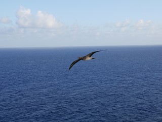 Fototapeta na wymiar A big bird flying over the blue ocean, with pale clouds in the background