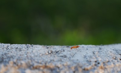 Close up of a big red ant crawling on a concrete fence, with green background