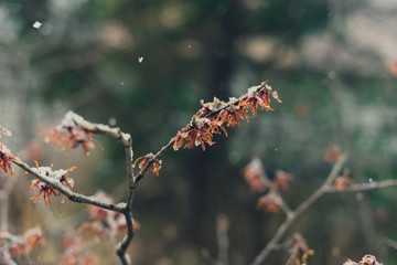 Witchhazel flower in the snow