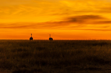 Naklejka na ściany i meble An ostrich walking in the plains of Africa inside Masai Mara National Reserve during a wildlife safari with a beautiful sunrise in the background