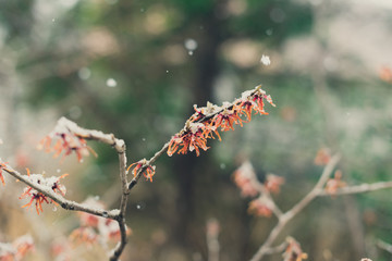 Witchhazel flower in the snow