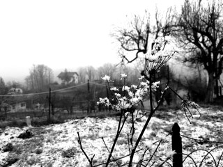 Tiglieto, Italy - 02/26/2019: Beautiful grey background of the first snow in the village in winter with some beautiful flowers and trees without leaves and small view to the mountains.