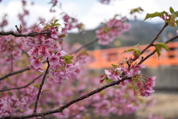 桜