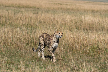 A cheetah walking in the plains of Africa inside the Masai mara national park during a wildlife safari