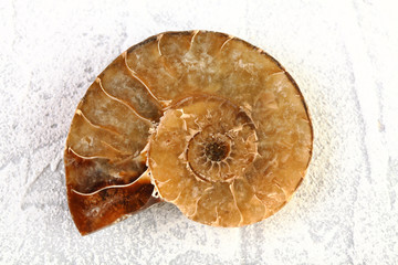 Ammonite fossil embedded on white cement background.