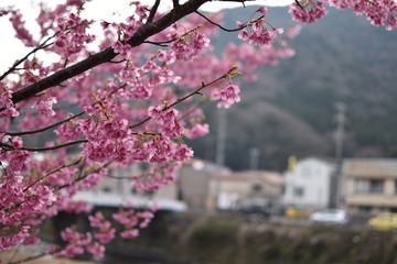 桜