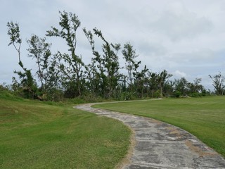 Winding concrete walkway in a park with trees stripped of leaves just recovering from a typhoon