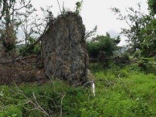One of the hundreds of trees uprooted by the strength of typhoon  Soudelor on Saipan, Northern Mariana Islands with the trees stripped and uprooted