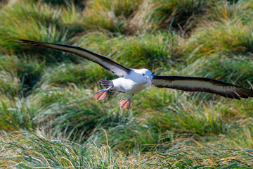 Fototapeta na wymiar Albatross coming in for a landing