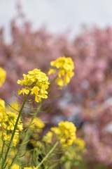 菜の花　桜
