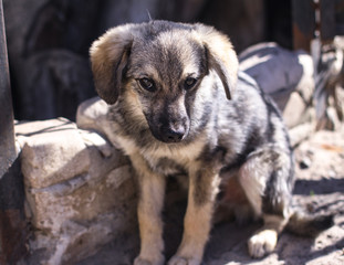 Beautiful dog in a cage with sad eyes. Domestic animals in the nursery. Stock photo