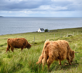 Shaggy red Highland cattle with house north of Applecross on the Inner Sound across from Isle of Skye Scottish Highlands Scotland UK