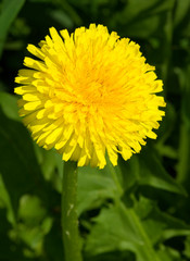 Taraxacum officinale