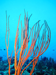 Amazing underwater world - Red Sea, Egypt.