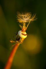 Taraxacum officinale