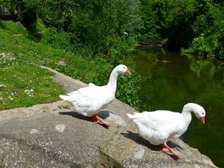Geese and pond