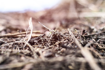 Beautiful textural wallpaper with straw and hay. Stock background, photo