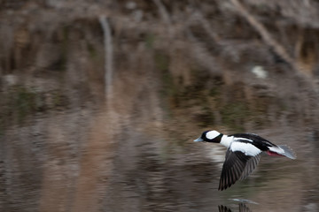 Bufflehead 2