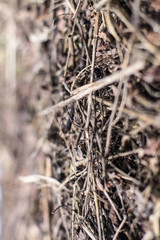 Beautiful textural wallpaper with straw and hay. Stock background, photo
