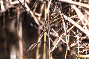 Beautiful textural wallpaper with straw and hay. Stock background, photo