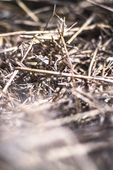 Beautiful textural wallpaper with straw and hay. Stock background, photo