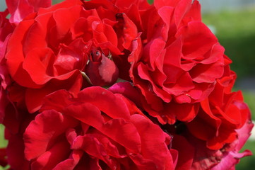 red rose on black background