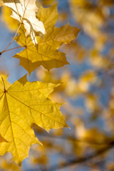 Naklejka na ściany i meble Yellow maple leaves on a colorful background