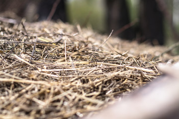 Beautiful textural wallpaper with straw and hay. Stock background, photo