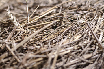 Beautiful textural wallpaper with straw and hay. Stock background, photo