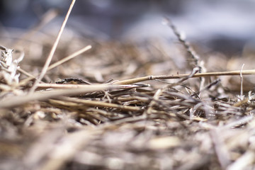 Beautiful textural wallpaper with straw and hay. Stock background, photo