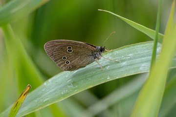 Gray butterfly on green grass in summer