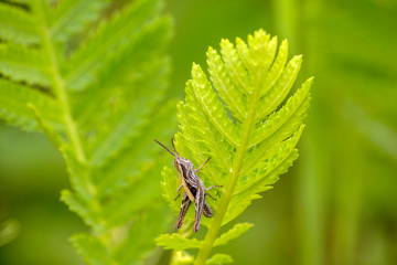 Grasshopper goes on a fern leaf in a green meadow