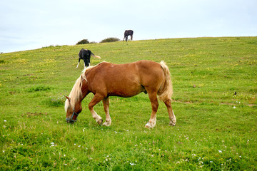 Naklejka na ściany i meble brown horse on meadow