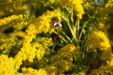 bee on yellow flower