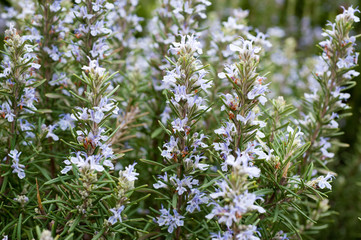 Field of beautiful Rosemary in full bloom.