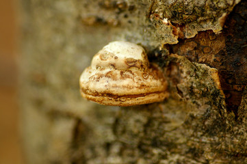 Polyporaceae