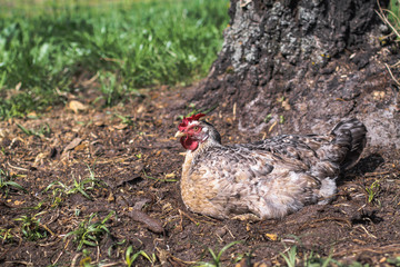Cute pets are chicken and rooster. Wild birds in nature, in a meadow. Stock background, photo