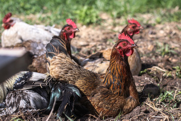 Cute pets are chicken and rooster. Wild birds in nature, in a meadow. Stock background, photo