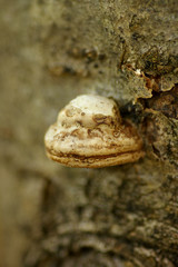 Polyporaceae