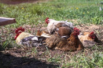 Cute pets are chicken and rooster. Wild birds in nature, in a meadow. Stock background, photo
