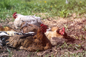 Cute pets are chicken and rooster. Wild birds in nature, in a meadow. Stock background, photo