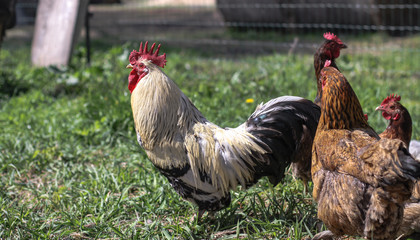 Cute pets are chicken and rooster. Wild birds in nature, in a meadow. Stock background, photo