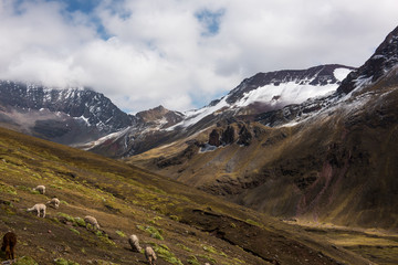 Fototapeta na wymiar hike to Vinicunca rainbow mountains in Peru