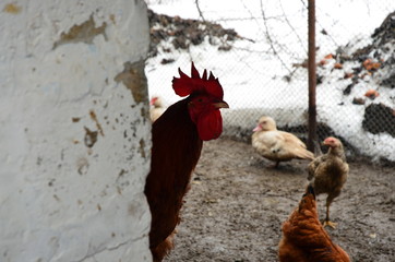 Domestic chickens in the fence in the winter